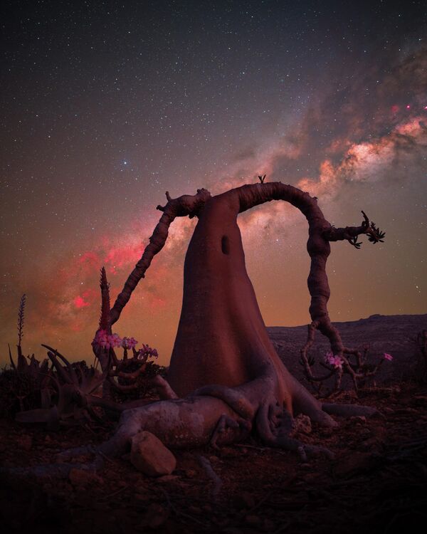 Bức tranh “Queen Bottle Tree” (“Cây chai nữ hoàng”) của nhà nhiếp ảnh Thụy Sĩ Benjamin Barakat, giành giải nhất hạng mục Lone Tree (Cây đơn độc) cuộc thi The 12th International Landscape Photographer of the Year - Sputnik Việt Nam