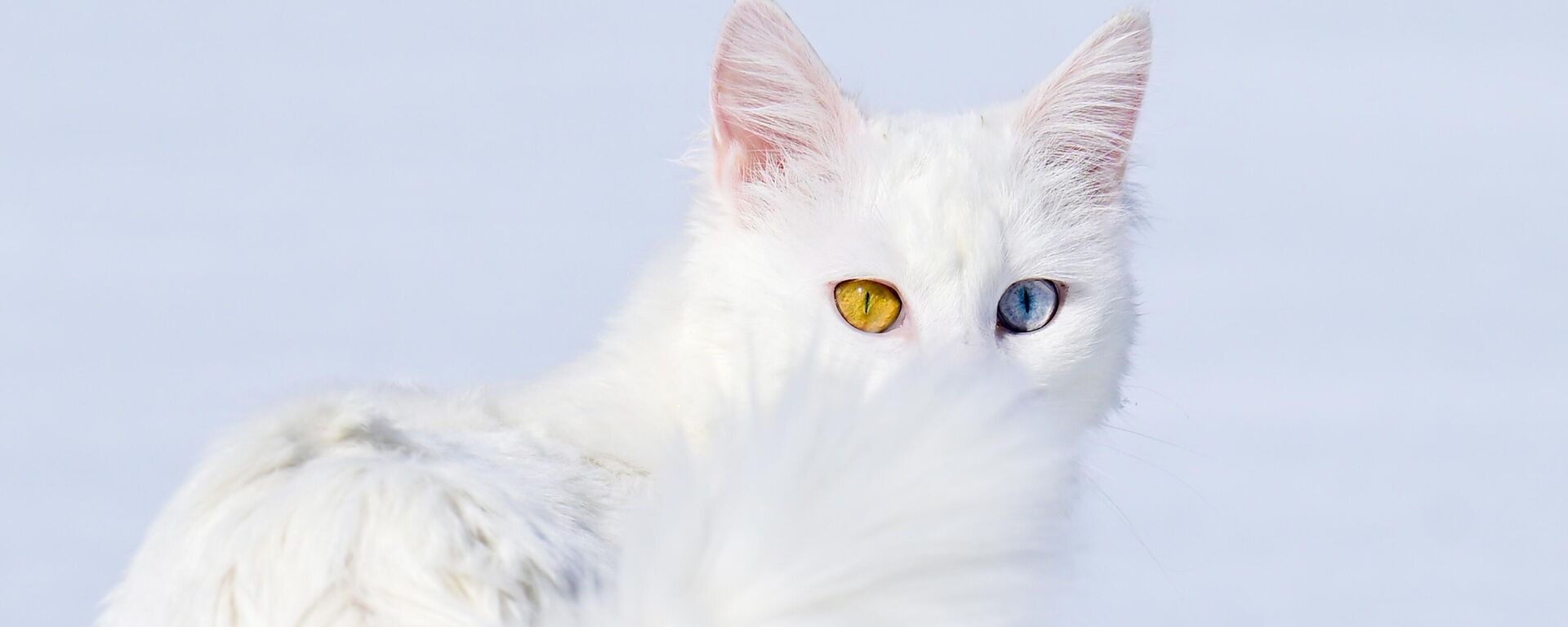 Chú mèo được nuôi tại biệt thự bảo dưỡng dành cho mèo của Trung tâm Nghiên cứu và Phục hồi chức năng, Thổ Nhĩ Kỳ - Sputnik Việt Nam, 1920, 03.01.2026