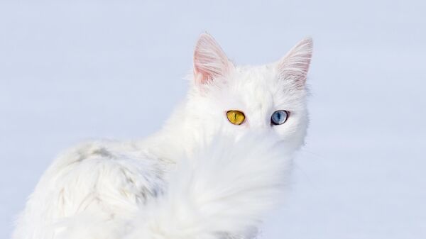 Chú mèo được nuôi tại biệt thự bảo dưỡng dành cho mèo của Trung tâm Nghiên cứu và Phục hồi chức năng, Thổ Nhĩ Kỳ - Sputnik Việt Nam