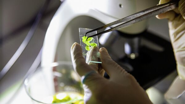 Nghiên cứu tảo trong phòng thí nghiệm - Sputnik Việt Nam