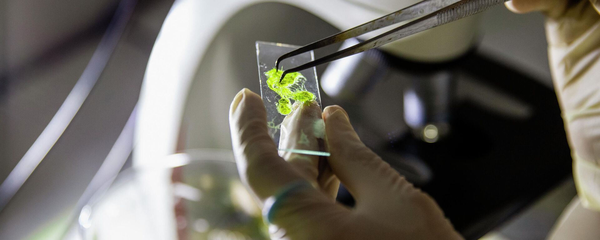 Nghiên cứu tảo trong phòng thí nghiệm - Sputnik Việt Nam, 1920, 10.12.2025