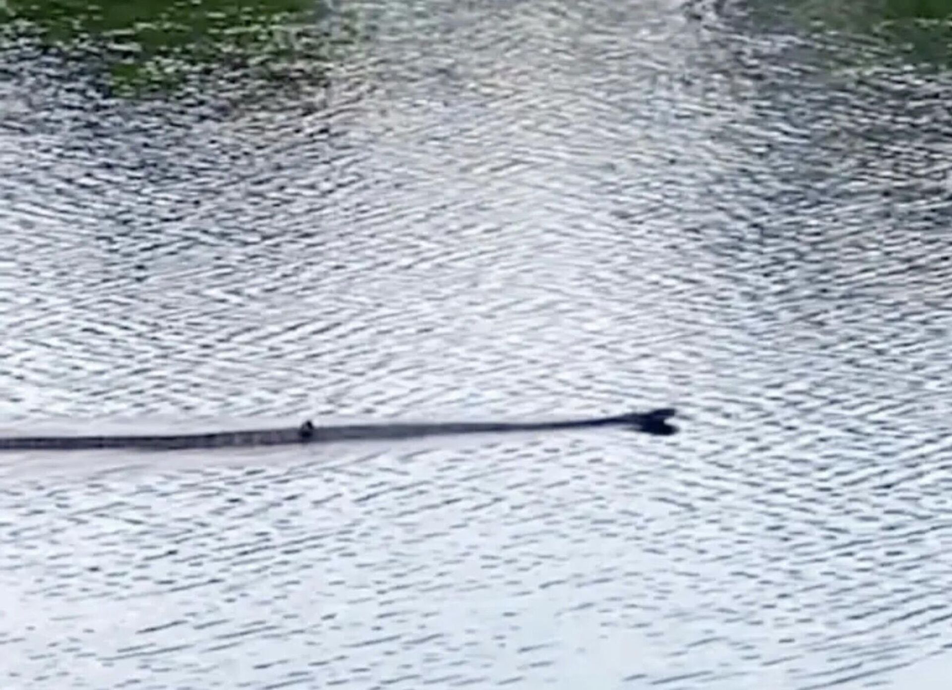 Con rắn hổ mang chúa to, bò trên mặt hồ Hoa Mai ở Vườn quốc gia U Minh Thượng - Sputnik Việt Nam, 1920, 29.12.2025