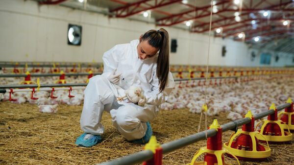 Tiêm phòng cho gà trong trang trại - Sputnik Việt Nam