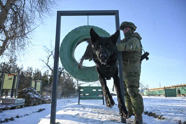 Một quân nhân thuộc đơn vị công binh của Quân khu Nam đóng tại vùng Rostov, đang tập luyện cùng chú chó nghiệp vụ. - Sputnik Việt Nam