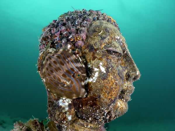 Bức ảnh "Buddha’s Ear" (“Tai Phật") của nhiếp ảnh gia Imogen Manins, đoạt giải nhì trong hạng mục Portrait (Chân dung) tại cuộc thi Ocean Art 2025 - Sputnik Việt Nam