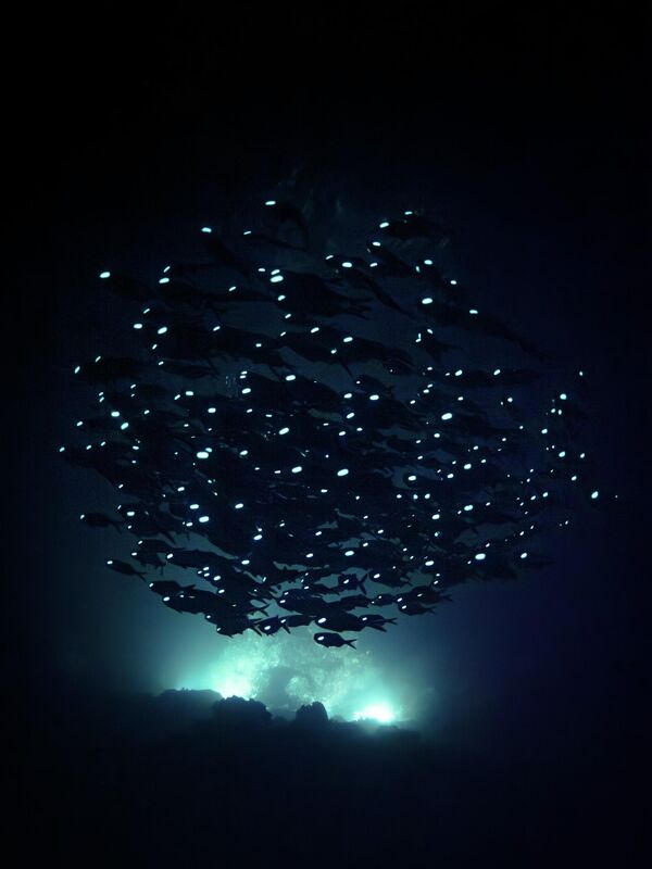 Bức ảnh "Ocean Phantoms" ("Bóng ma đại dương") của nhiếp ảnh gia Akira Asahina, được vinh danh trong hạng mục Blackwater (Vùng nước đen) tại cuộc thi Ocean Art 2025 - Sputnik Việt Nam