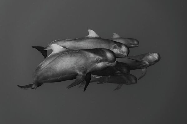 Bức ảnh "Kinship" (“Tình thân") của nhiếp ảnh gia Shunsuke Nakano, được đánh giá cao trong hạng mục Black &amp; White (Ảnh đen trắng) tại cuộc thi Ocean Art 2026 - Sputnik Việt Nam