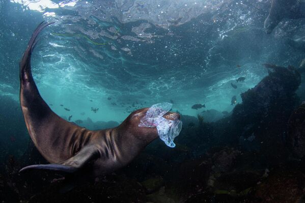 Bức ảnh "The Dangerous Toy" ("Đồ chơi nguy hiểm") của nhiếp ảnh gia Celia Kujala, đứng thứ 4 trong hạng mục Underwater Conservation (Bảo tồn dưới nước) tại cuộc thi Ocean Art 2025 - Sputnik Việt Nam