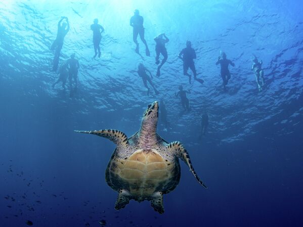 Bức ảnh "Green Turtle and Snorkelers" ("Rùa xanh và người lặn ống thở") của nhiếp ảnh gia Haemi Cho, đoạt giải nhất hạng mục Compact Wide Angle (Góc rộng – Máy ảnh compact) tại cuộc thi Ocean Art 2025 - Sputnik Việt Nam