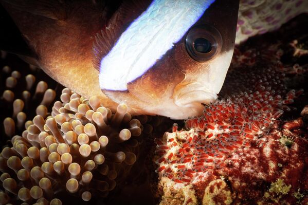 Bức ảnh "Father’s Day" ("Ngày của Cha") của nhiếp ảnh gia Don Bouchard, giải nhì trong hạng mục Compact Macro (Cận cảnh chụp bằng máy ảnh compact) tại cuộc thi Ocean Art 2025 - Sputnik Việt Nam