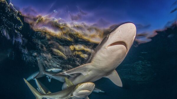 Bức ảnh Last Light (Ánh sáng cuối cùng) của nhiếp ảnh gia Byron Conroy, đoạt giải nhất trong hạng mục Wide Angle (Góc rộng) tại cuộc thi Ocean Art 2025 - Sputnik Việt Nam