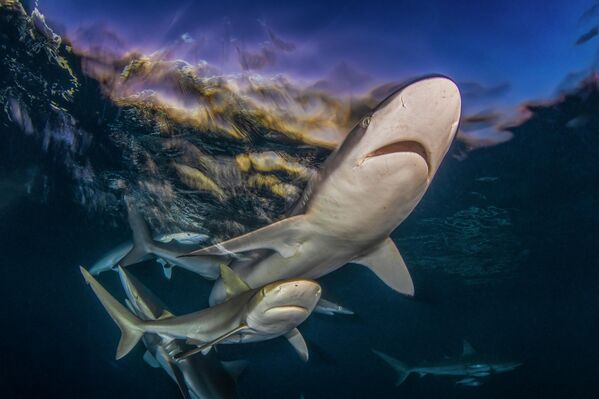 Bức ảnh "Last Light" ("Ánh sáng cuối cùng") của nhiếp ảnh gia Byron Conroy, đoạt giải nhất trong hạng mục Wide Angle (Góc rộng) tại cuộc thi Ocean Art 2025 - Sputnik Việt Nam