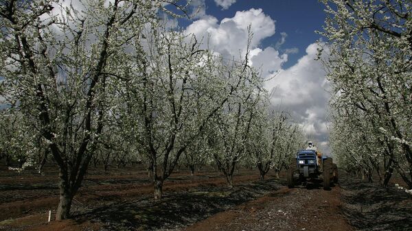 Xử lý cây ra hoa bằng thuốc diệt nấm - Sputnik Việt Nam