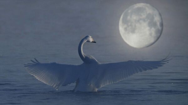 Thiên nga trú đông tại hồ Svetloye thuộc Khu bảo tồn thiên nhiên phức hợp quốc gia «Thiên Nga» ở vùng Altai. Hồ không đóng băng ngay cả trong giá rét khắc nghiệt nhờ các mạch nước ấm phun lên từ đáy, vì vậy đàn chim thường xuyên tìm đến đây làm nơi trú ẩn mùa đông - Sputnik Việt Nam