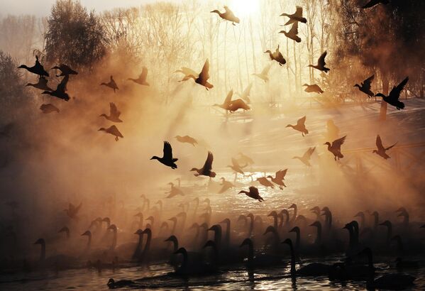 Đàn thiên nga trú đông trên hồ Svetloye trong Khu bảo tồn «Thiên Nga» ở vùng Altai - Sputnik Việt Nam