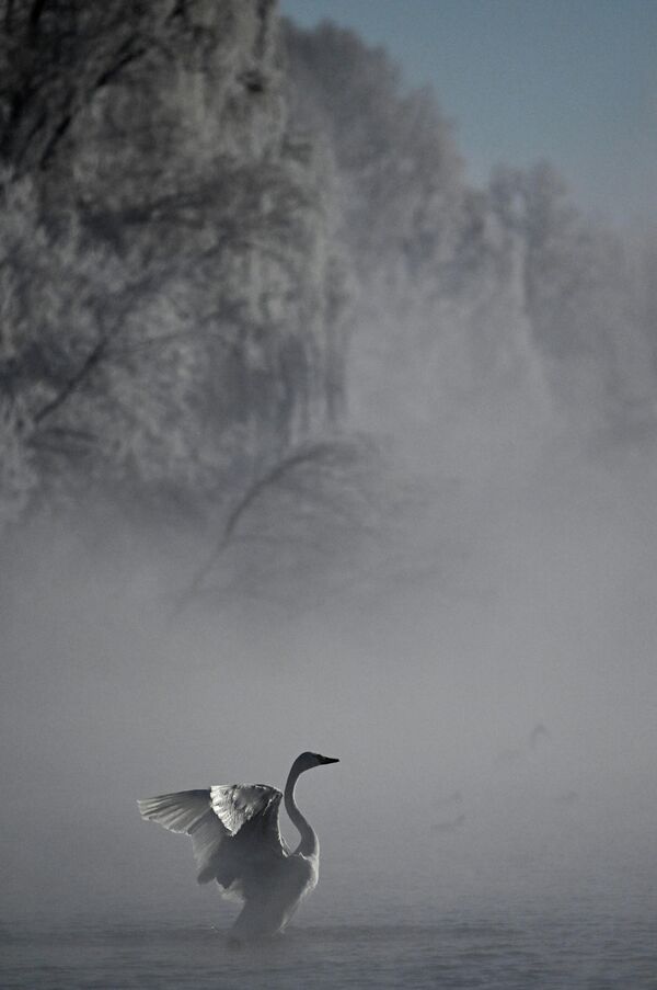 Thiên nga trú đông tại hồ Svetloye thuộc Khu bảo tồn thiên nhiên phức hợp quốc gia «Thiên Nga» ở vùng Altai. Hồ không đóng băng ngay cả trong giá rét khắc nghiệt nhờ các mạch nước ấm phun lên từ đáy, vì vậy đàn chim thường xuyên tìm đến đây làm nơi trú ẩn mùa đông - Sputnik Việt Nam