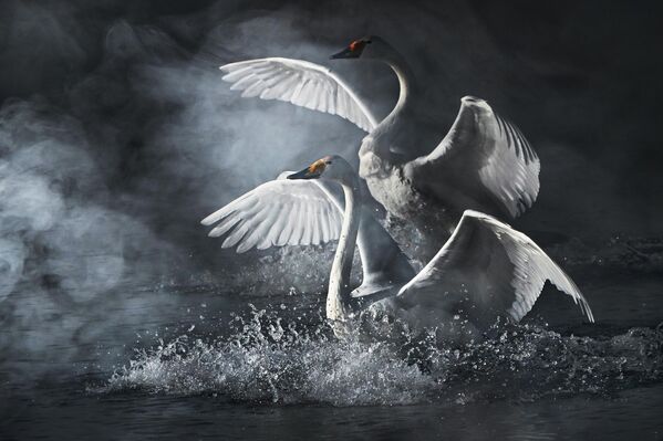 Đàn thiên nga trú đông trên hồ Svetloye trong Khu bảo tồn «Thiên Nga» ở vùng Altai - Sputnik Việt Nam