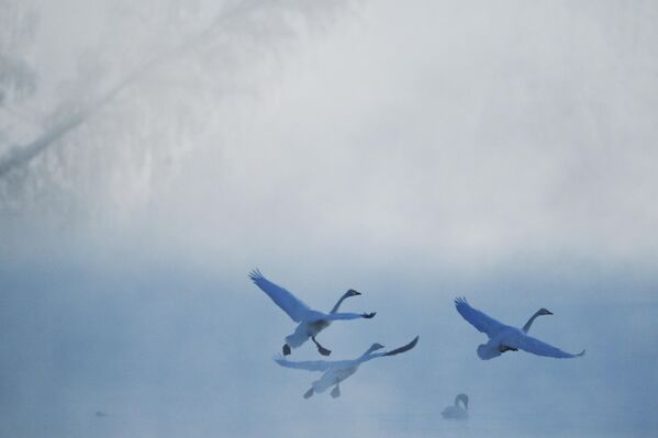 Đàn thiên nga trú đông trên hồ Svetloye trong Khu bảo tồn «Thiên Nga» ở vùng Altai - Sputnik Việt Nam