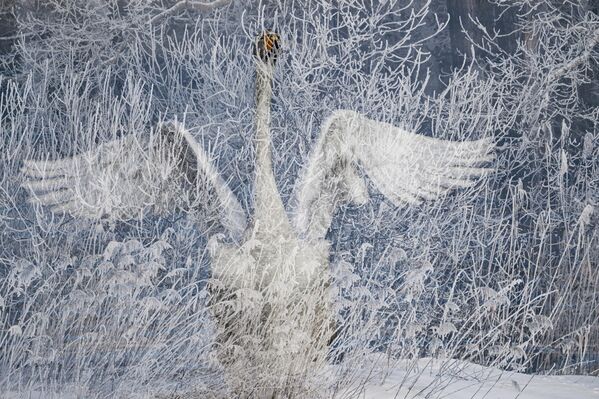 Thiên nga trú đông tại hồ Svetloye thuộc Khu bảo tồn thiên nhiên phức hợp quốc gia «Thiên Nga» ở vùng Altai. Hồ không đóng băng ngay cả trong giá rét khắc nghiệt nhờ các mạch nước ấm phun lên từ đáy, vì vậy đàn chim thường xuyên tìm đến đây làm nơi trú ẩn mùa đông - Sputnik Việt Nam
