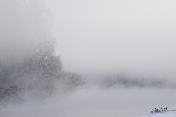 Đàn thiên nga trú đông trên hồ Svetloye trong Khu bảo tồn «Thiên Nga» ở vùng Altai - Sputnik Việt Nam