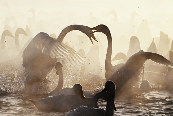 Đàn thiên nga trú đông trên hồ Svetloye trong Khu bảo tồn «Thiên Nga» ở vùng Altai - Sputnik Việt Nam