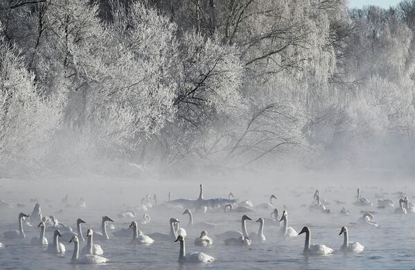 Đàn thiên nga trú đông trên hồ Svetloye trong Khu bảo tồn «Thiên Nga» ở vùng Altai - Sputnik Việt Nam