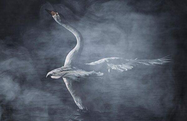 Thiên nga trú đông tại hồ Svetloye thuộc Khu bảo tồn thiên nhiên phức hợp quốc gia «Thiên Nga» ở vùng Altai. Hồ không đóng băng ngay cả trong giá rét khắc nghiệt nhờ các mạch nước ấm phun lên từ đáy, vì vậy đàn chim thường xuyên tìm đến đây làm nơi trú ẩn mùa đông - Sputnik Việt Nam