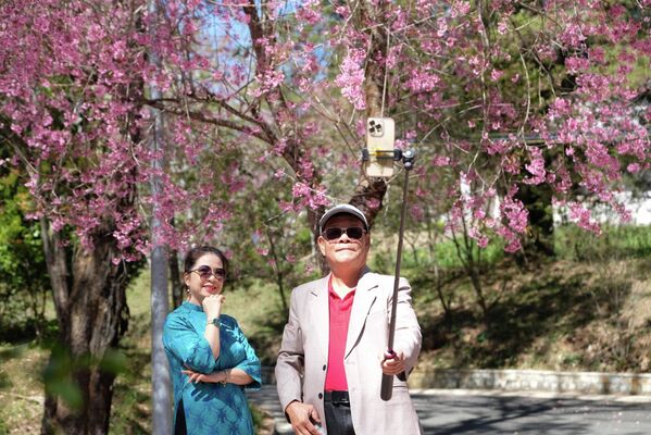 Du khách chụp hình check-in với hoa mai anh đào nở rộ trong khuôn viên trường Đại học Đà Lạt - Sputnik Việt Nam