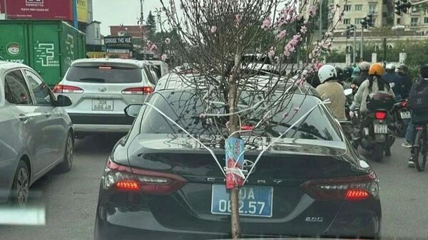 Hình ảnh chiếc ô tô biển xanh buộc cành đào làm che lấp biển số - Sputnik Việt Nam