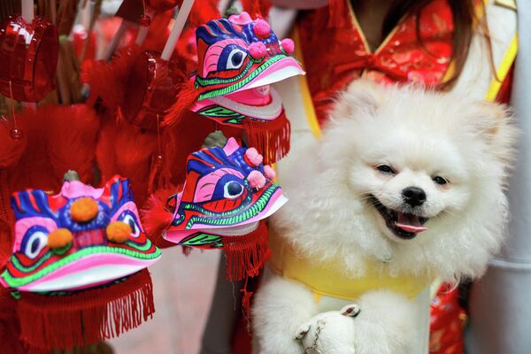 Một chú chó phản ứng bên cạnh những đồ trang trí hình rồng được bày bán vào đêm giao thừa Tết Nguyên đán ở Bangkok, Thái Lan - Sputnik Việt Nam