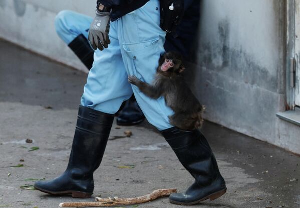 Khỉ đuôi dài Nhật Bản con tên Panch bám vào chân người chăm sóc - Sputnik Việt Nam