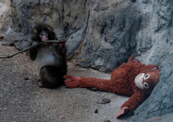 Khỉ đuôi dài Nhật Bản con tên Panch bên cạnh con đười ươi nhồi bông của mình - Sputnik Việt Nam