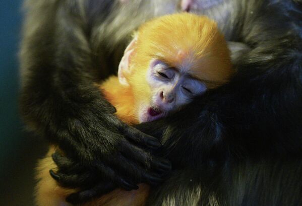 Con non của loài voọc mắt kính, được sinh ra từ một cặp linh trưởng tại vườn thú Novosibirsk (Nga) - Sputnik Việt Nam