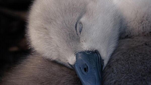 Bức ảnh Chiếc gối lông vũ của Ben Lucas, đoạt giải NHIẾP ẢNH GIA ĐỘNG VẬT HOANG DÃ TRẺ TUỔI CỦA NĂM cuộc thi Nhiếp ảnh gia Động vật Hoang dã Anh Quốc năm 2026 - Sputnik Việt Nam