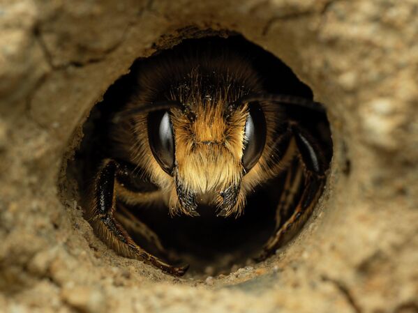 Bức ảnh Tiên phong của Jamie Smart, đoạt giải hạng mục 11 tuổi trở xuống cuộc thi Nhiếp ảnh gia động vật hoang dã Anh năm 2026 Bức ảnh Tiên phong của Jamie Smart, đoạt giải hạng mục 11 tuổi trở xuống cuộc thi Nhiếp ảnh gia động vật hoang dã Anh năm 2026 - Sputnik Việt Nam