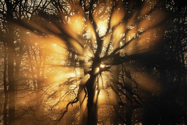 Bức ảnh Tia sáng rực rỡ của Mark Richardson, đoạt giải hạng mục Rừng hoang dã cuộc thi Nhiếp ảnh gia động vật hoang dã Anh năm 2026 Bức ảnh Tia sáng rực rỡ của Mark Richardson, đoạt giải hạng mục Rừng hoang dã cuộc thi Nhiếp ảnh gia động vật hoang dã Anh năm 2026 - Sputnik Việt Nam