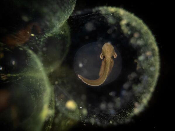 Bức ảnh Cuộc sống mới của Julian Terreros-Martin, đoạt giải hạng mục Nước Anh ẩn giấu cuộc thi Nhiếp ảnh gia Động vật Hoang dã Anh Quốc năm 2026 Bức ảnh Cuộc sống mới của Julian Terreros-Martin, đoạt giải hạng mục Nước Anh ẩn giấu cuộc thi Nhiếp ảnh gia Động vật Hoang dã Anh Quốc năm 2026 - Sputnik Việt Nam