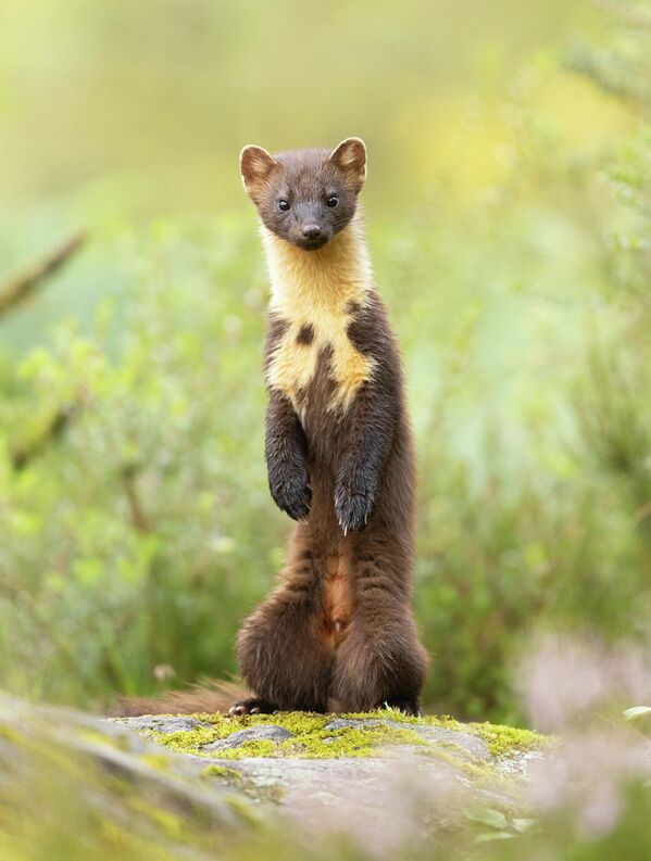 Bức ảnh Đứng vững của Alastair Marsh, đoạt giải hạng mục Chân dung động vật cuộc thi Nhiếp ảnh gia Động vật Hoang dã Anh Quốc năm 2026 Bức ảnh Đứng vững của Alastair Marsh, đoạt giải hạng mục Chân dung động vật cuộc thi Nhiếp ảnh gia Động vật Hoang dã Anh Quốc năm 2026 - Sputnik Việt Nam