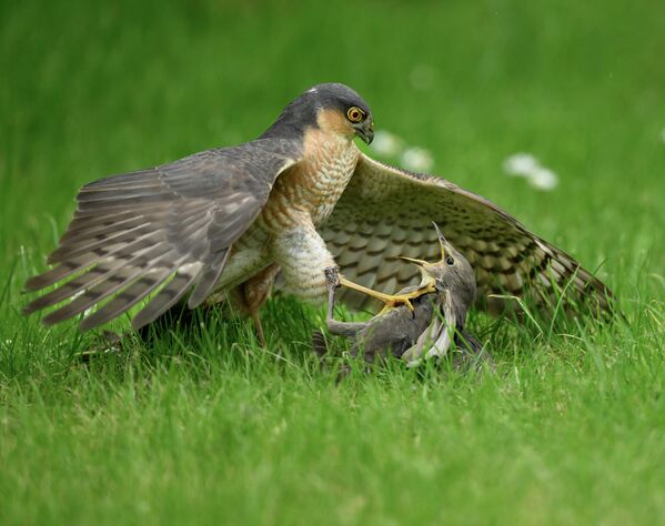 Bức ảnh Kẻ thù truyền kiếp của Mark Parker, đoạt giải hạng mục Hành vi động vật cuộc thi Nhiếp ảnh gia Động vật Hoang dã Anh Quốc năm 2026 Bức ảnh Kẻ thù truyền kiếp của Mark Parker, đoạt giải hạng mục Hành vi động vật cuộc thi Nhiếp ảnh gia Động vật Hoang dã Anh Quốc năm 2026 - Sputnik Việt Nam