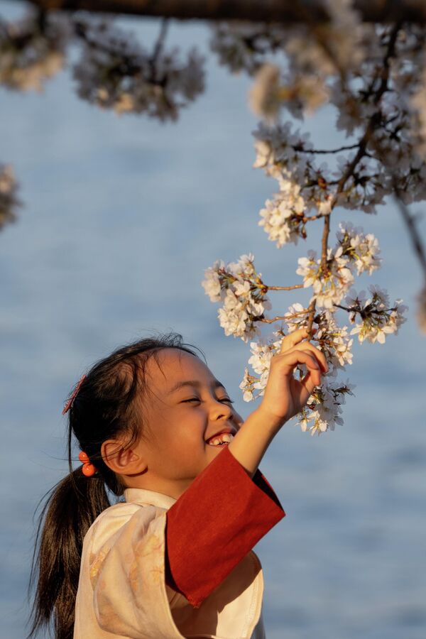 Hoa anh đào khoe sắc ở Washington, D.C., Hoa Kỳ. - Sputnik Việt Nam