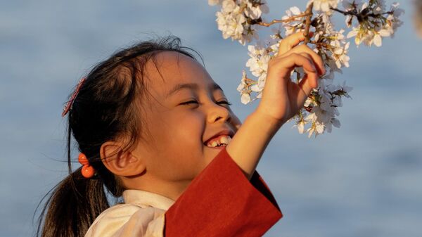 Hoa anh đào khoe sắc ở Washington, D.C., Hoa Kỳ. - Sputnik Việt Nam