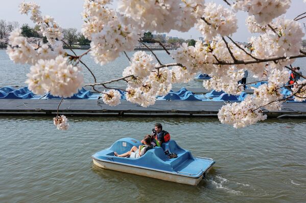 Mọi người chèo thuyền trên Hồ Tidal Basin trong mùa hoa anh đào nở rộ tại Washington, D.C., Hoa Kỳ. - Sputnik Việt Nam