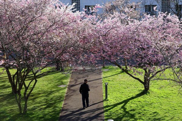 Người đàn ông  dưới những cây hoa anh đào nở sớm tại Công viên Mon Repos ở Lausanne, Thụy Sĩ. - Sputnik Việt Nam