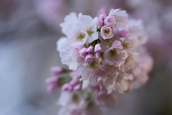 Hoa anh đào tại Washington, Quận Columbia, Hoa Kỳ. - Sputnik Việt Nam