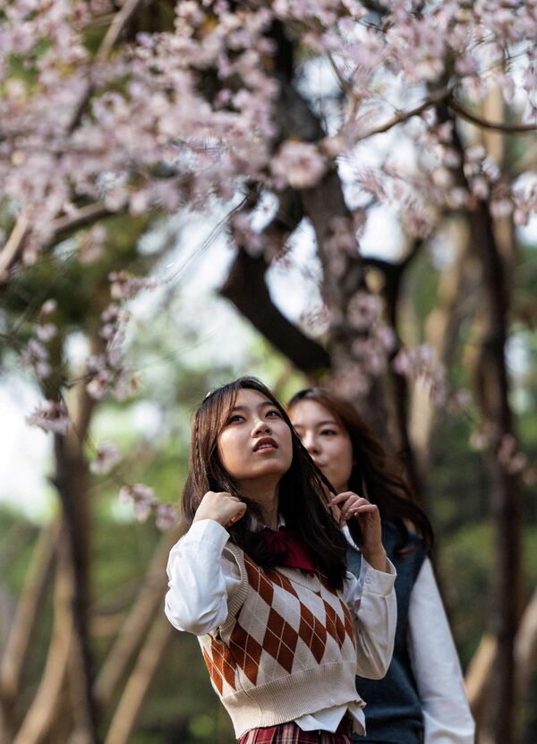 Những cô gái trẻ tản bộ giữa sắc hoa anh đào trong  công viên ở Bắc Kinh, Trung Quốc. - Sputnik Việt Nam