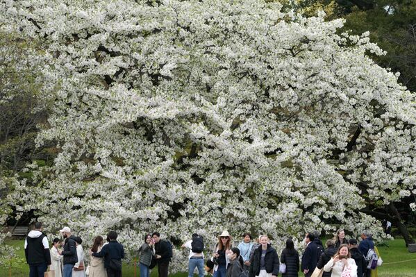Du khách chiêm ngưỡng hoa anh đào trong Vườn Cung điện Hoàng gia ở Tokyo.  - Sputnik Việt Nam