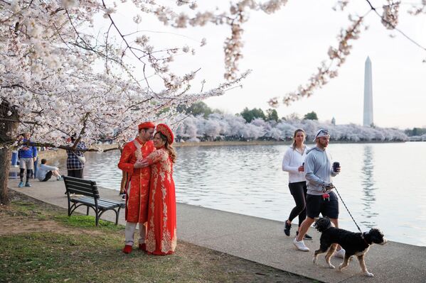 Mọi người tản bộ dưới hàng cây anh đào trên Quảng trường Quốc gia ở Washington, D.C. - Sputnik Việt Nam