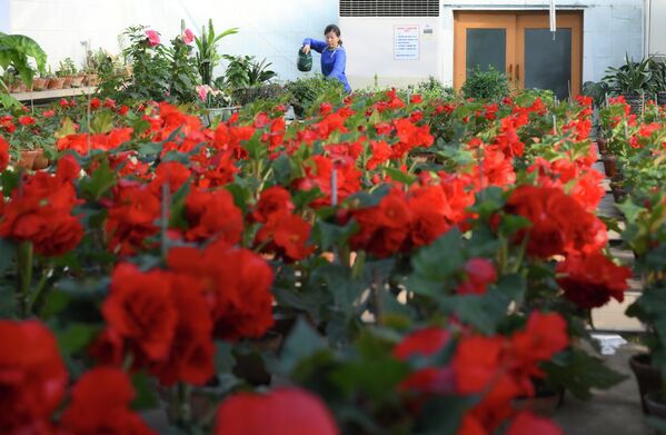 Nhà kính trong Vườn Bách thảo với hoa thu hải đường Kimjongilhwa (giống hoa thu hải đường được lai tạo để vinh danh lãnh tụ Kim Nhật Thành). - Sputnik Việt Nam