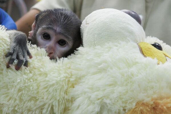 Các bác sĩ thú y khám cho Yuji, một con khỉ Erythrocebus patas ở Mexico. - Sputnik Việt Nam