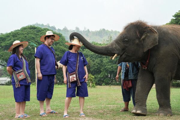 Du khách chơi đùa với con voi tại Công viên Voi Maetaeng, Thái Lan. - Sputnik Việt Nam
